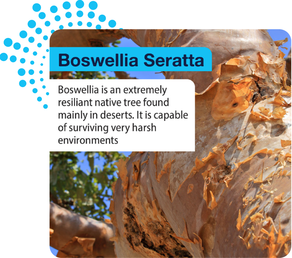 Boswellia Seratta tree with text about its resilience in harsh environments
